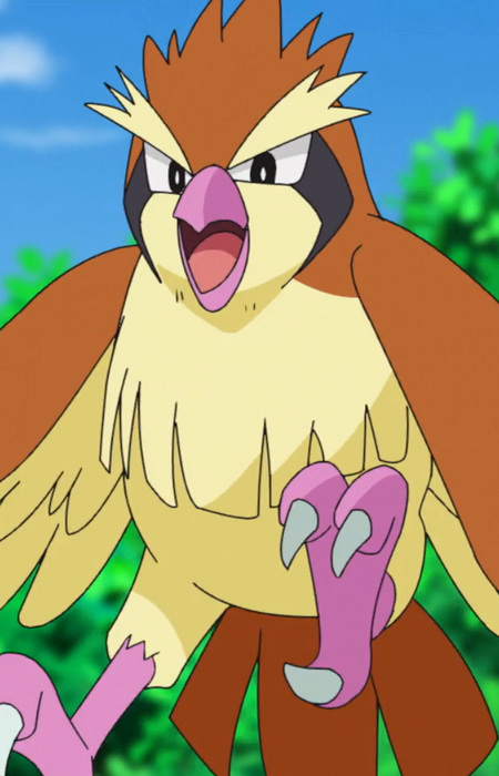 Pidgey